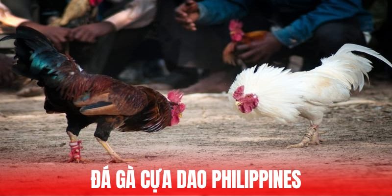 đá gà cựa dao Philippines